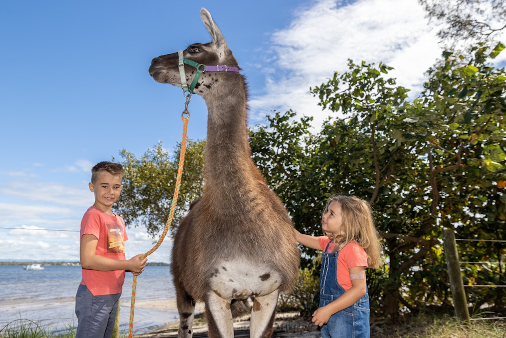 Ottaba Llamas Bribie Island School Holiday Program